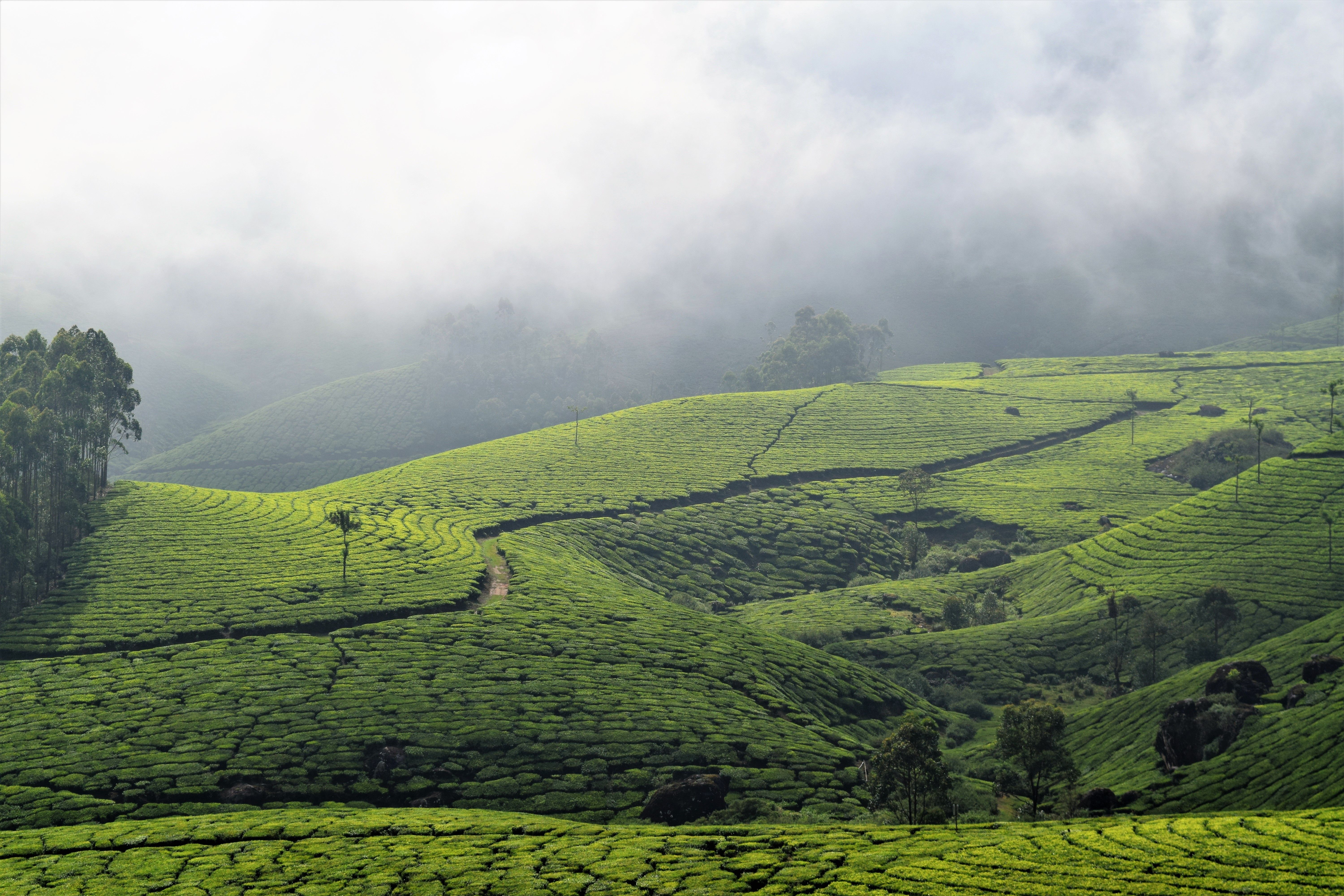 KERALA TOUR_4N5D
